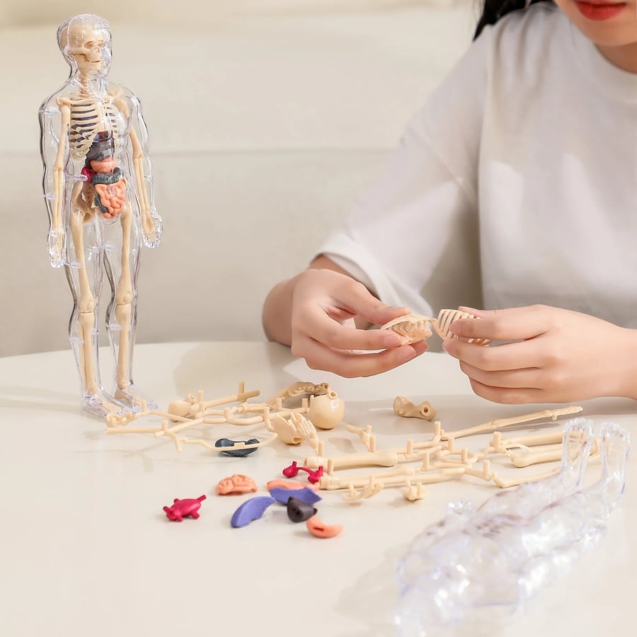 3D Anatomie-Modell mit transparentem Körper und Organen Zorenza