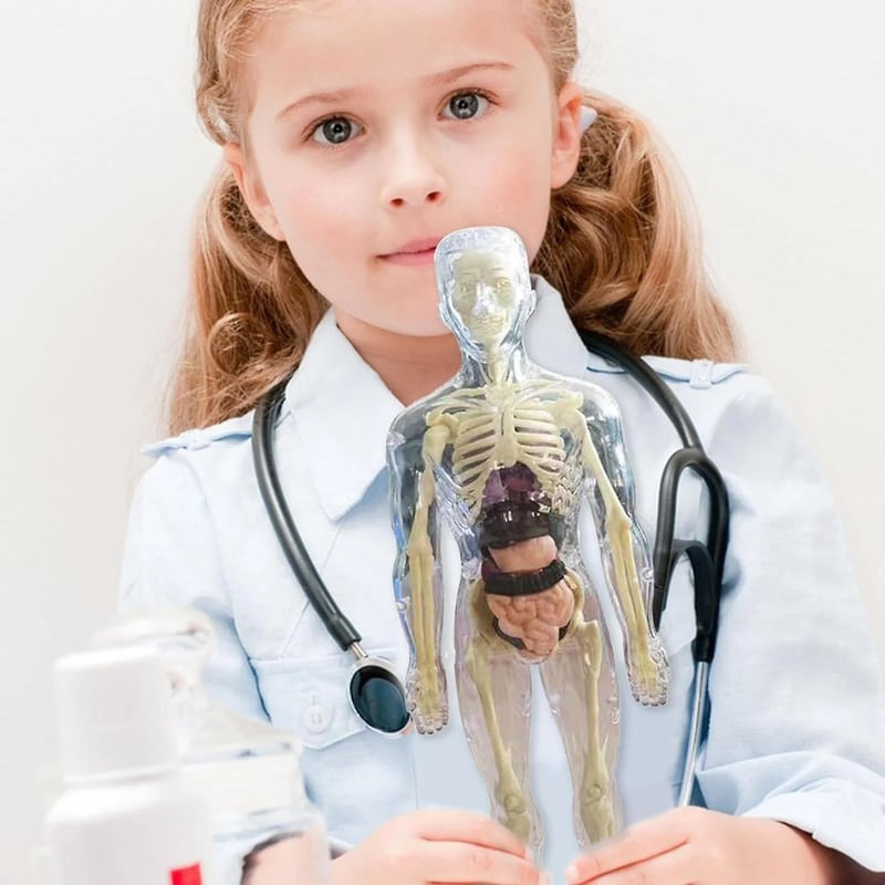 3D Anatomie-Modell mit transparentem Körper und Organen Zorenza