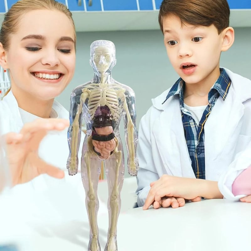 3D Anatomie-Modell mit transparentem Körper und Organen Zorenza