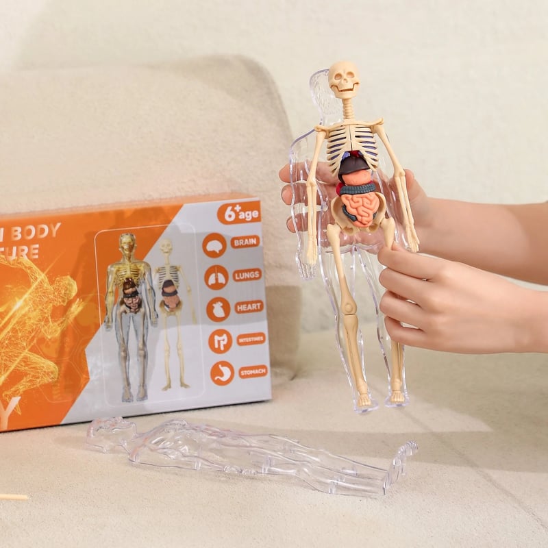 3D Anatomie-Modell mit transparentem Körper und Organen Zorenza