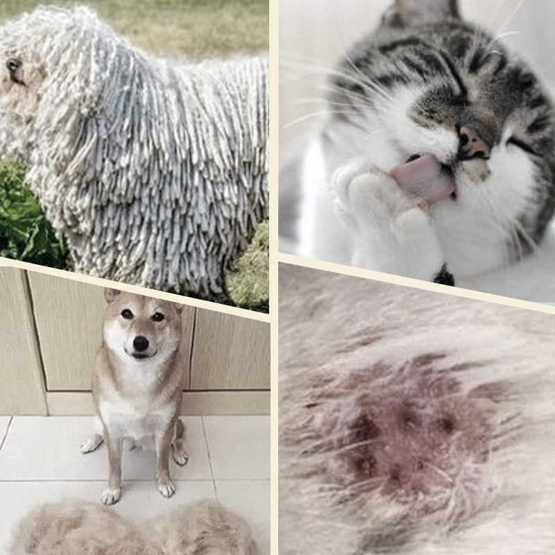 Fellbürste für Hunde und Katzen – Sanftes Entwirren -    Zorenza