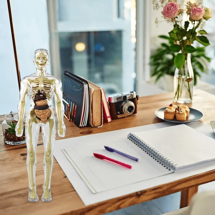 3D Anatomie-Modell mit transparentem Körper und Organen Zorenza