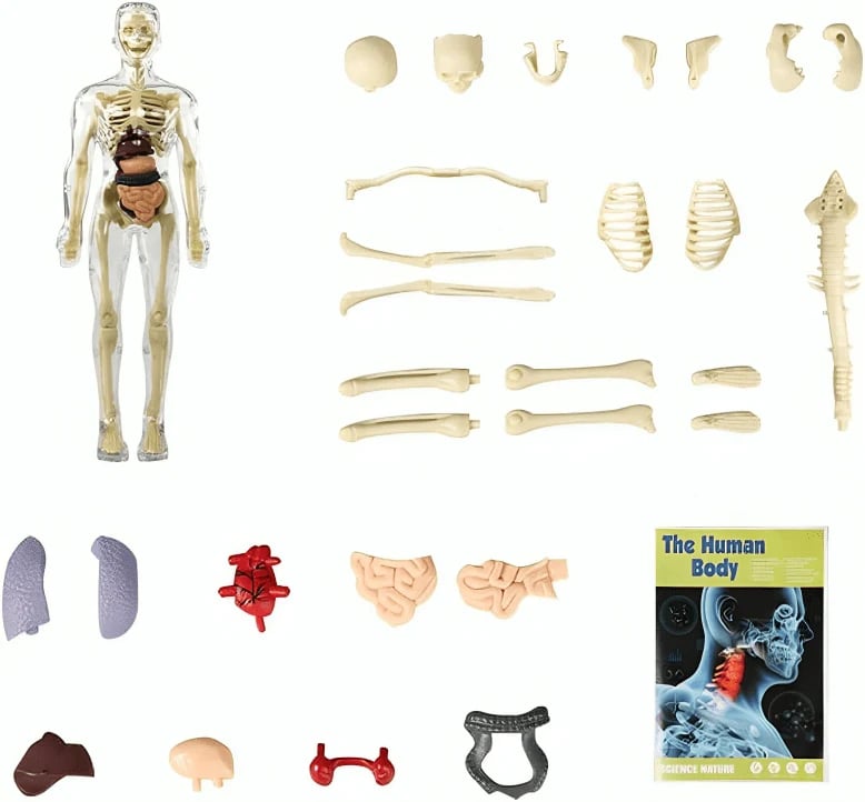 3D Anatomie-Modell mit transparentem Körper und Organen Zorenza