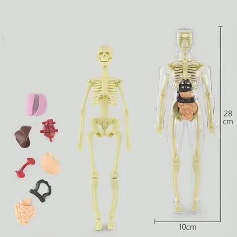 3D Anatomie-Modell mit transparentem Körper und Organen Zorenza