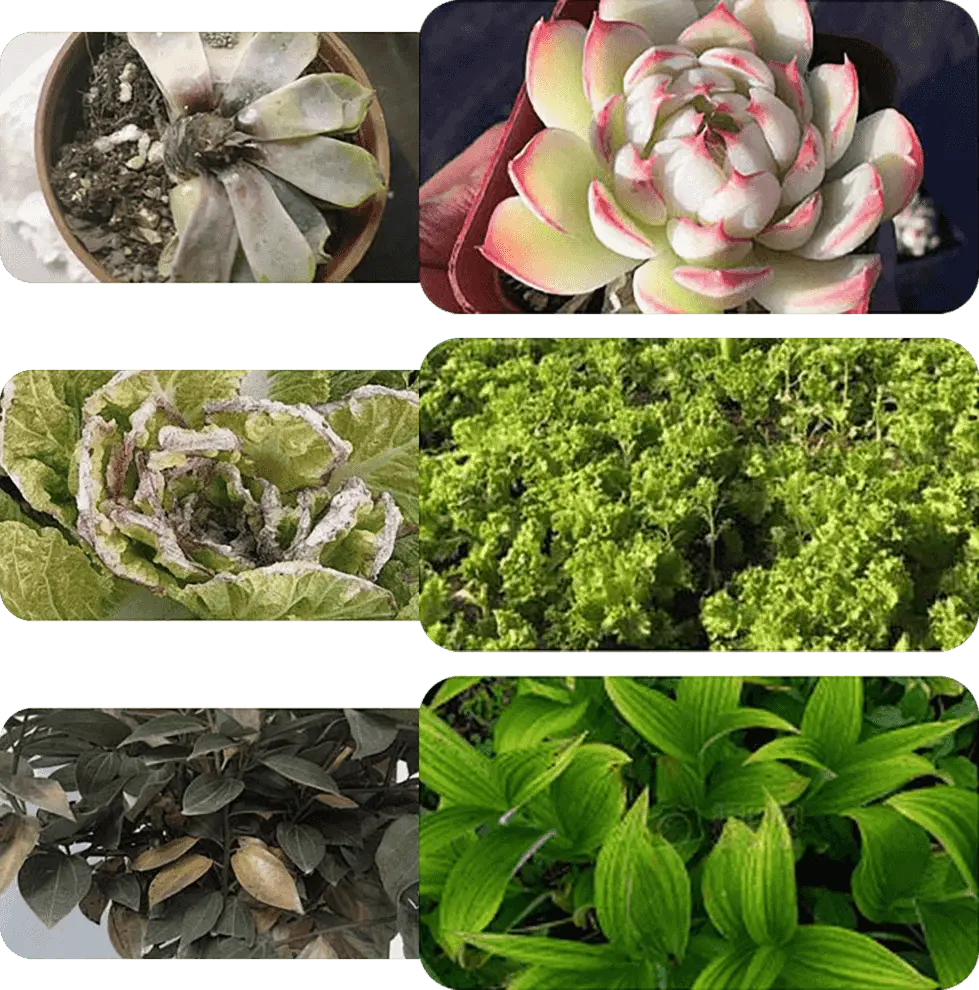 Pflanzen- & Blütenaktivator Flüssig – Stärkere Wurzeln & Mehr Blüten Zorenza