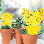 Gelbe Klebefallen Schmetterling – 2 Formen,cm -    Zorenza