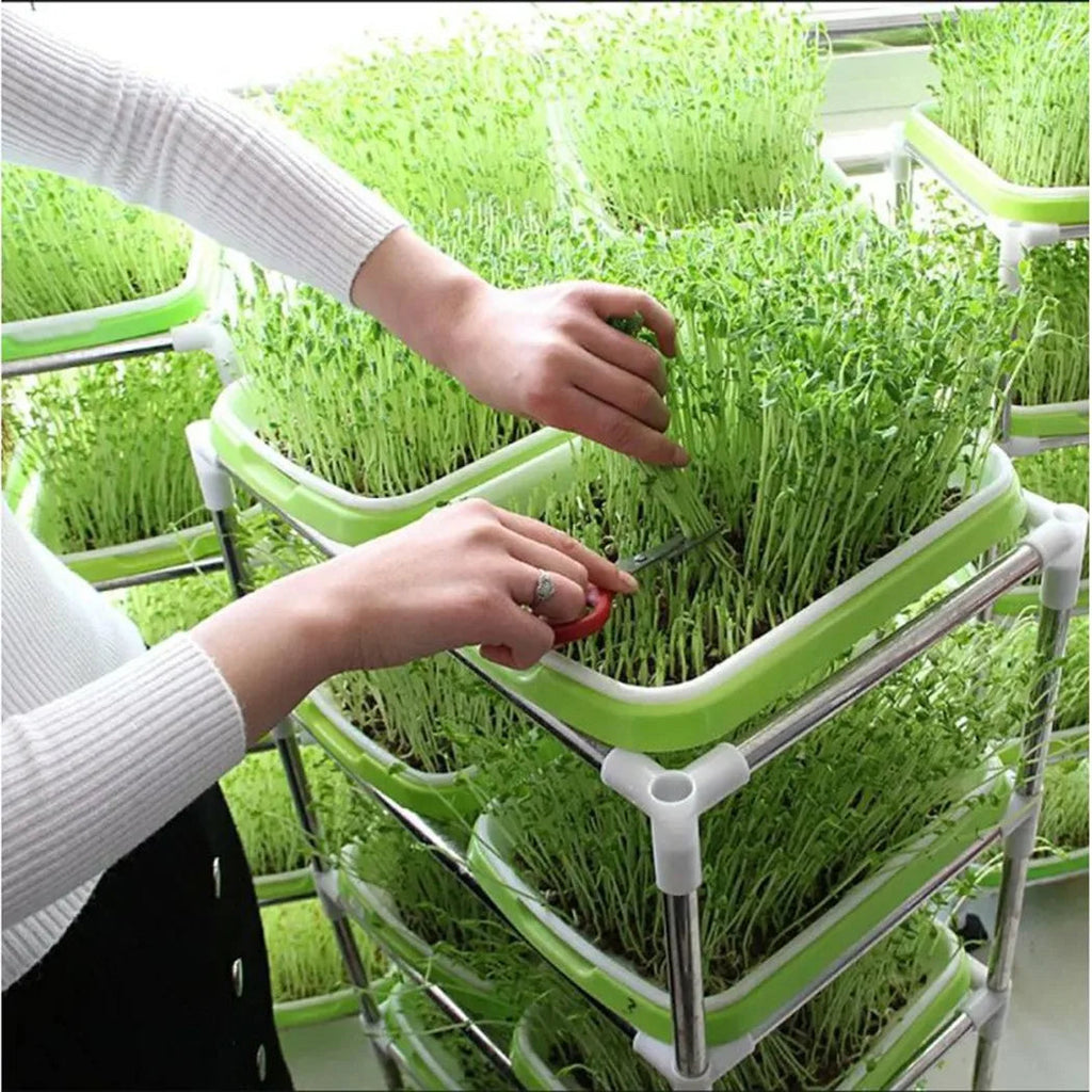 Keimschale 2-Schicht-System für Microgreens und Sprossen -    Zorenza