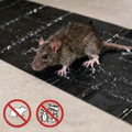 Klebefalle XXL für Mäuse, Ratten und Insekten -    Zorenza
