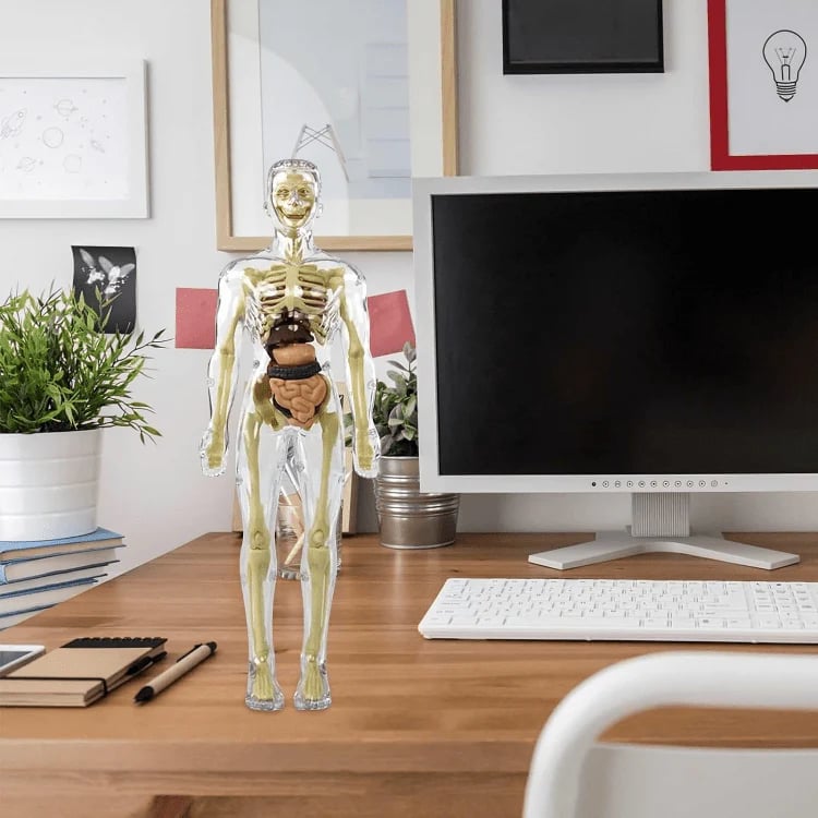 3D Anatomie-Modell mit transparentem Körper und Organen Zorenza