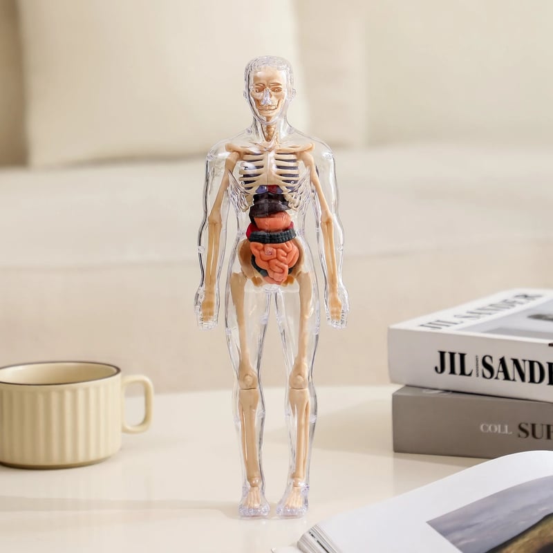 3D Anatomie-Modell mit transparentem Körper und Organen Zorenza
