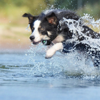 Wasserdichtes Hundetrainingshalsband mit Fernbedienung – 3 Modi für effektives Training -    Zorenza