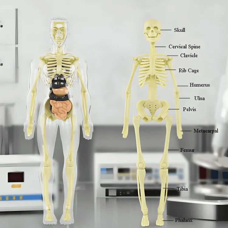 3D Anatomie-Modell mit transparentem Körper und Organen Zorenza
