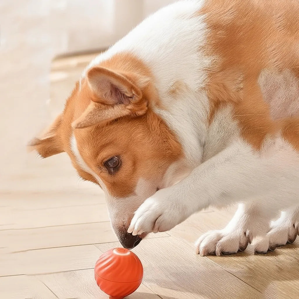 Interaktiver Hundeball mit Sensoren -    Zorenza